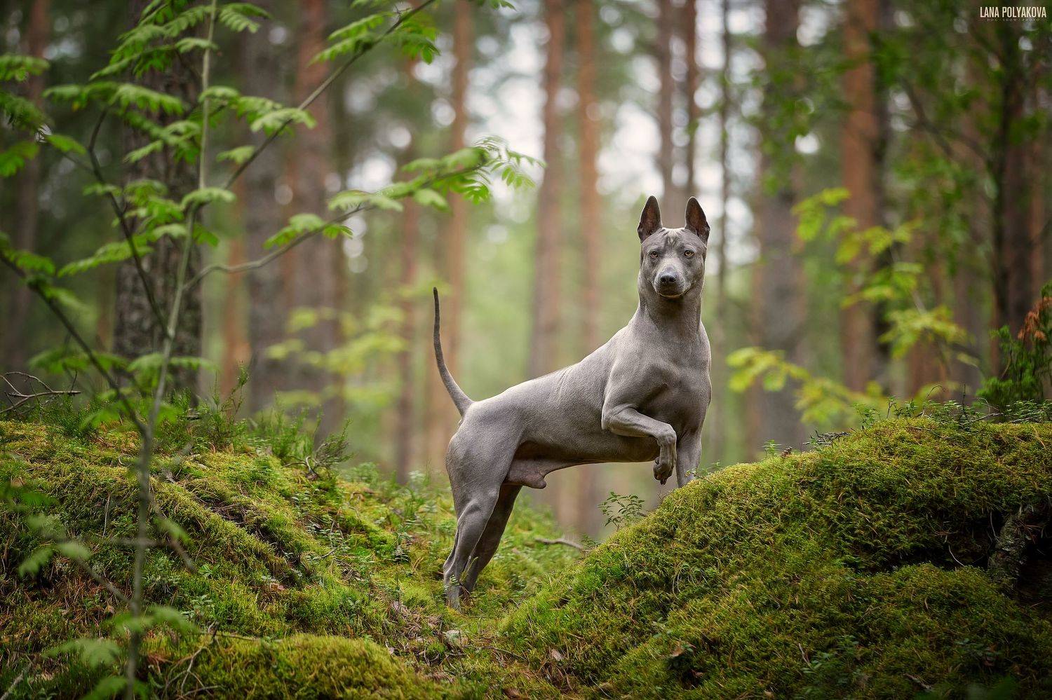 Вихрь. Автор: Лана Полякова собака, таец, тайский риджбек, риджбек, лес, Лана Полякова