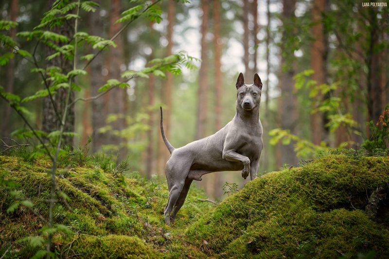 собака, таец, тайский риджбек, риджбек, лес Вихрьphoto preview