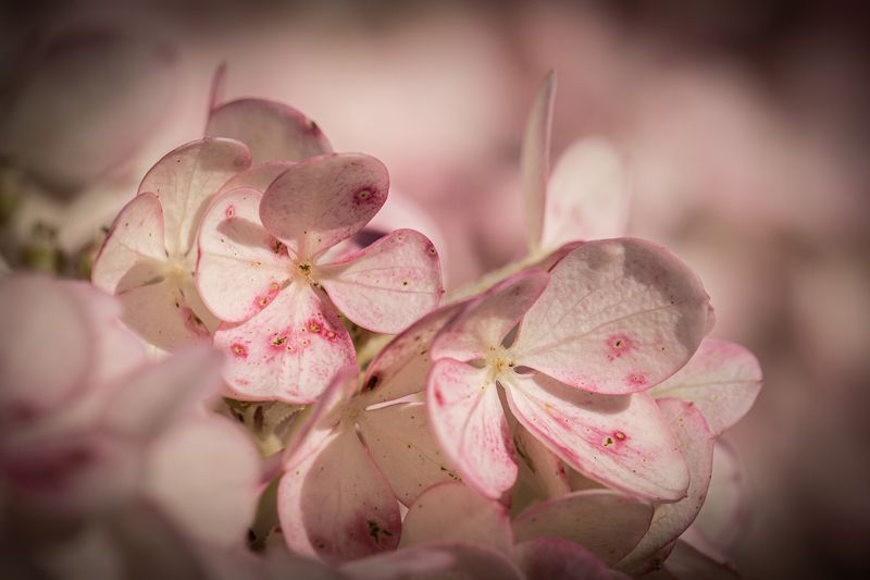 macro, flowers, nature Flowersphoto preview