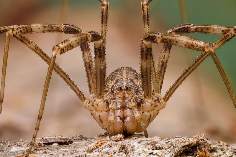 Сенокосецphoto preview