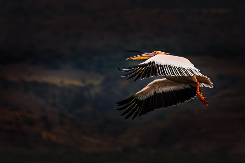 Pelikan z Natronphoto preview