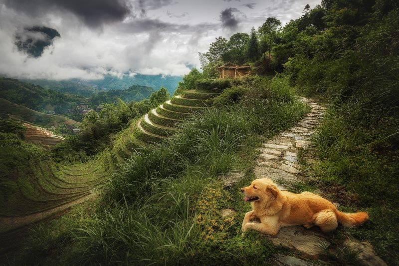 пейзаж, китай, рисовые террасы, landscape, china, mountains, rice terrace, 龙脊梯田 Прогулка после дождикаphoto preview