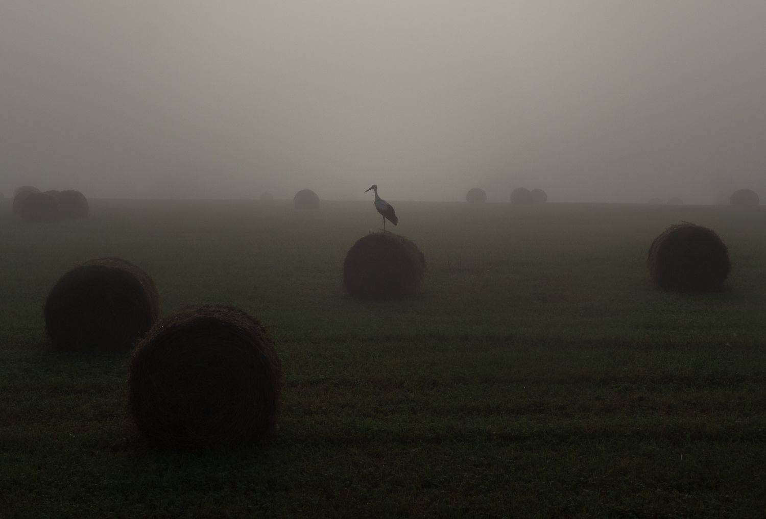 ***. Автор: Баранов Олег лес, свет, утро, природа, Баранов Олег