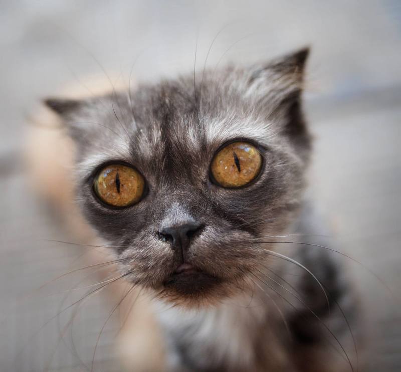 кот, кошка,котяра,портрет Вот така фигня, Малятко:)photo preview