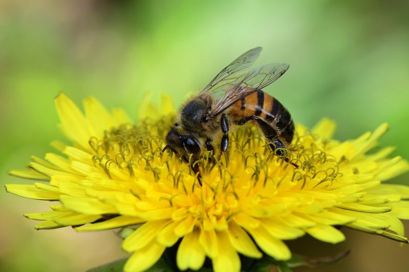denis moura, mogi das cruzes, brasil, bee Polinizaçãophoto preview