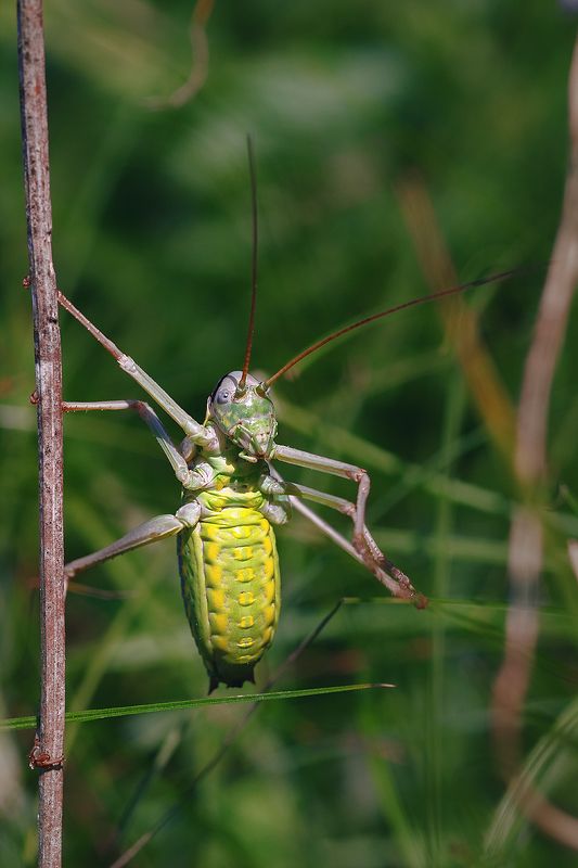 tokina 100 macro, beautiful, красивый, moment, момент, nature, природа, летняя, summer, лето, wildlife, insect, насекомое, grasshopper, кузнечик, green, зеленый, Утренняя зарядка от спортсмена кузнечика!photo preview