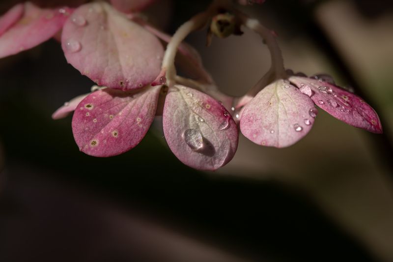 Dropletsphoto preview