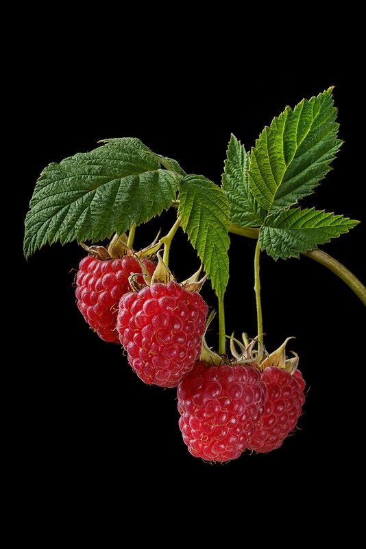 малина, флора, растение, плоды, крупный план, ягоды, ягода, еда, предметная фотография, фудфото Малиновый квартетphoto preview