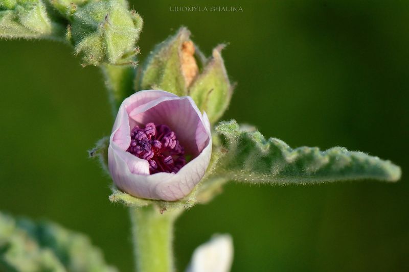 Althaea officinalis L.photo preview