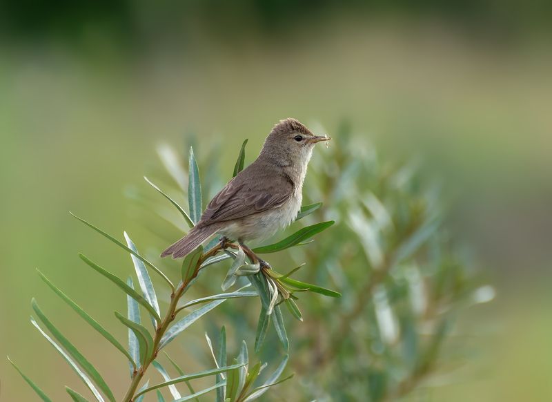 птица, северная бормотушка, Северная бормотушка..photo preview