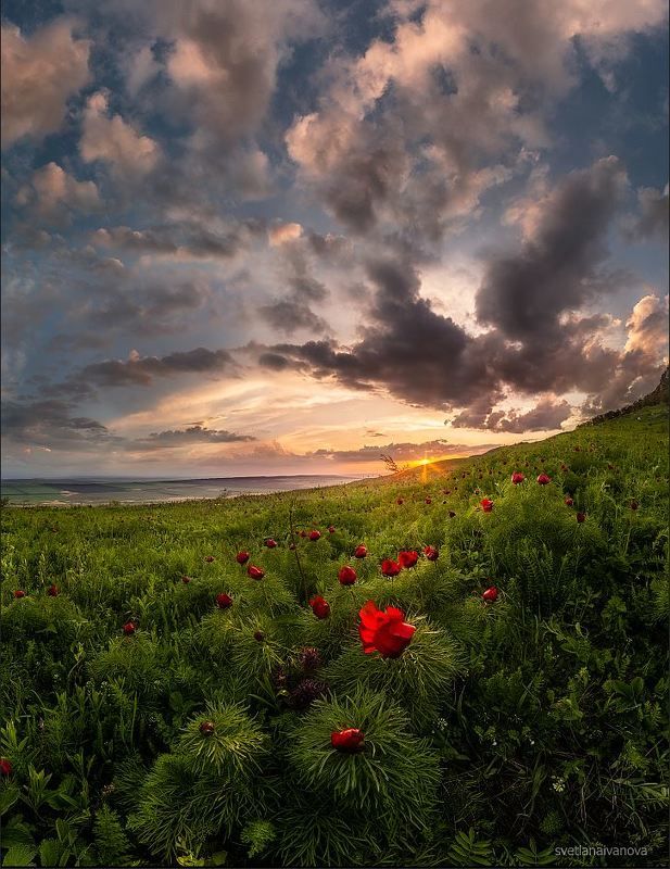 пионы, бештау, верблюдогорка, поле, закат, кмв, кавказ, ессентуки …цветут последние пионыphoto preview