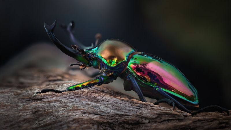 phalacrognathus, muelleri photo preview