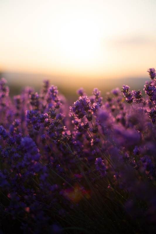 лаванда, солнце, тепло, лето, закат Краски закатаphoto preview