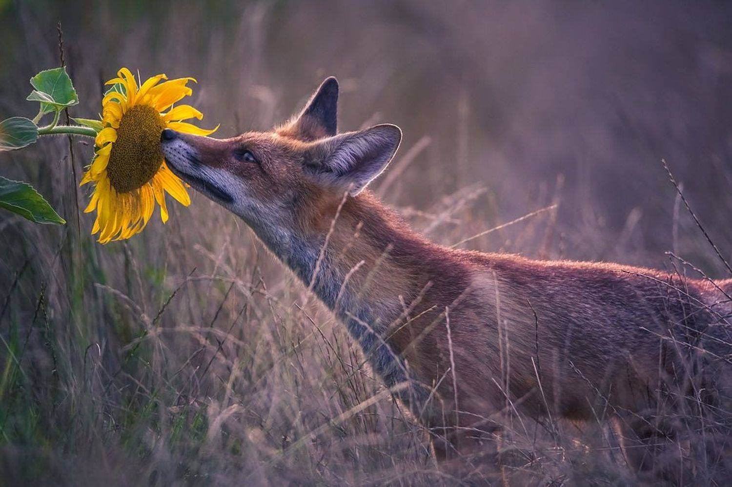 , Вячеслав Мищенко