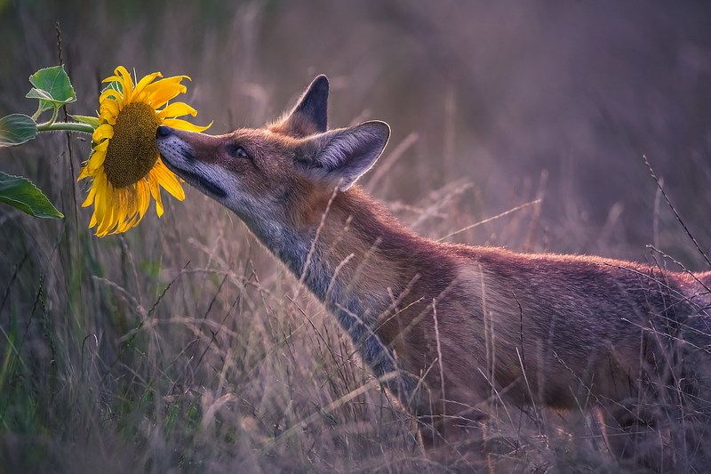 Эстеткаphoto preview