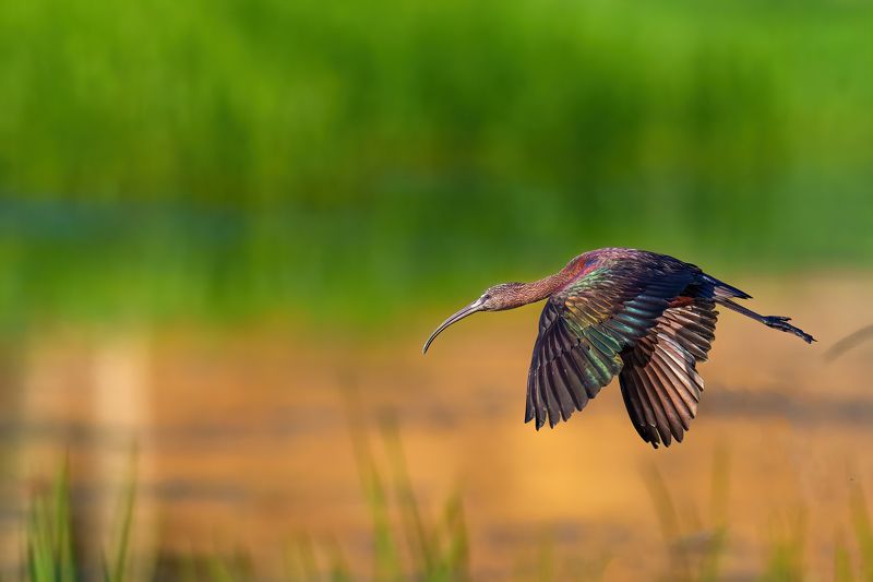 Блестящий Ибис...photo preview