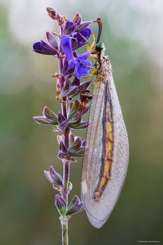 Муравьиный левphoto preview