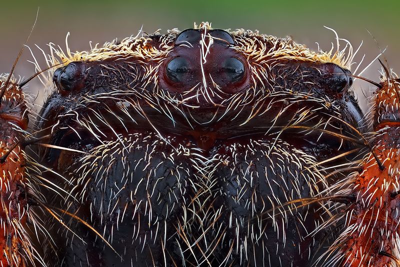 irass, waledzik, nat geo, olympus, close up, macro, extreme macro, макро Araneus diadematus.photo preview