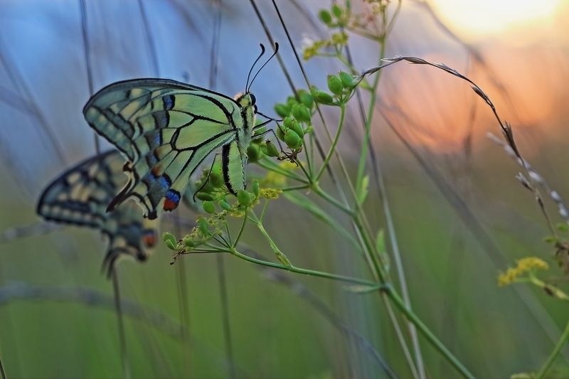 На закате Papilio machaon Linnaeusphoto preview