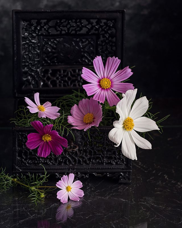 космея натюрморт цветы фотонатюрморт   Космеи photo preview