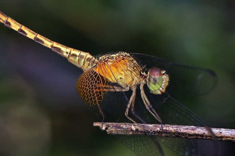 denis moura, mogi das cruzes, brasil Libelulaphoto preview