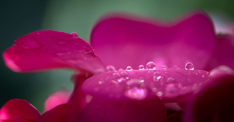 macro, Droplets, drops, waterdrops, flowers Droplets & Flowersphoto preview