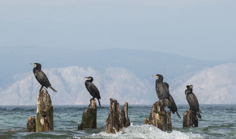 байкал малое море баклан Главный задерживается... Рабочее совещание в Минрыбхозе фото превью