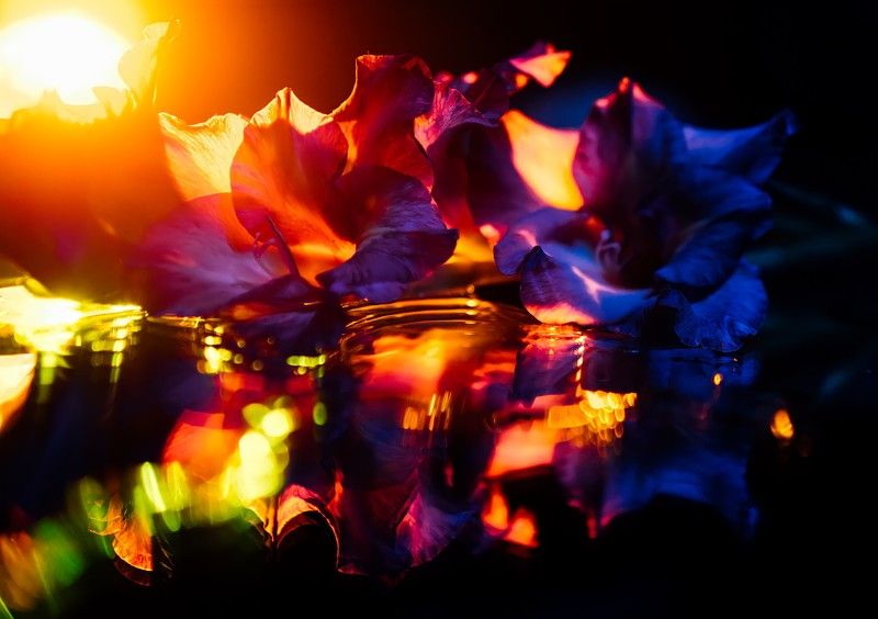 Frozen fire, wounded icephoto preview