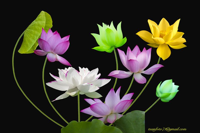 #sellingphoto.#lotus #flower Lotusphoto preview