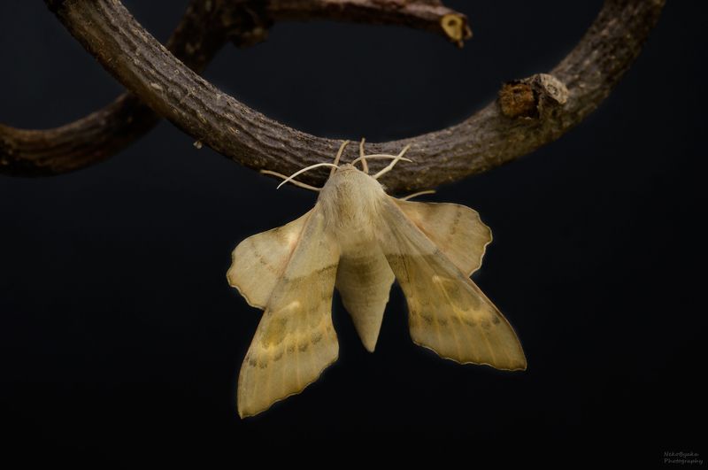 макро, природа, насекомые, бабочки, бражник, macro, nature, insects, butterflies, hawk moth, Бражник тополёвый (Laothoe populi)photo preview
