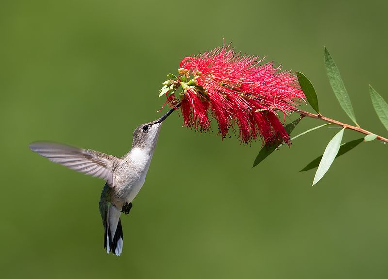 колибри,ruby-throated hummingbird, hummingbird, весна Колибри -Ruby-throated Hummingbirdphoto preview