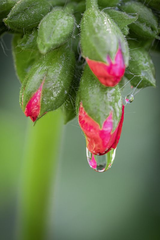 macro, drop, waterdrop, Droplets Dropletsphoto preview