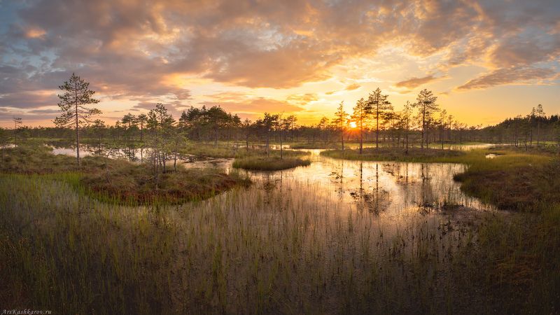 болото, болотные топи, ленобласть, ленинградская область, острова, сосны, июль \