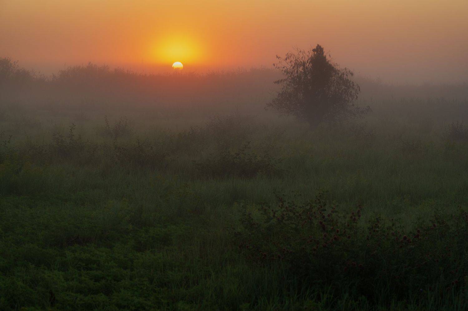 Steppe.. Автор: Егор Бугримов steppe sunset dawn nature fog sunlight morning landscape, Егор Бугримов