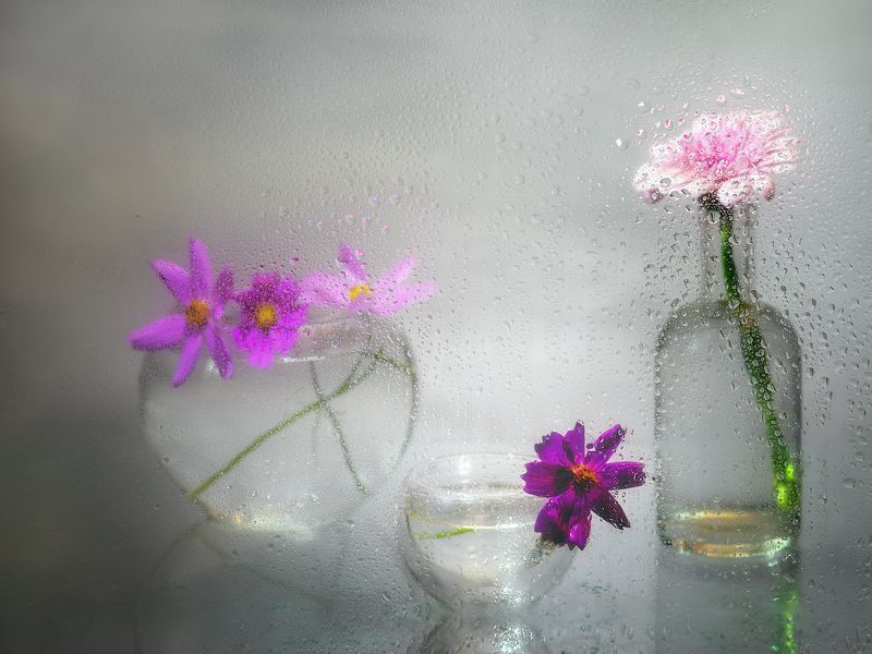 Капельно-сиреневая нежность...photo preview