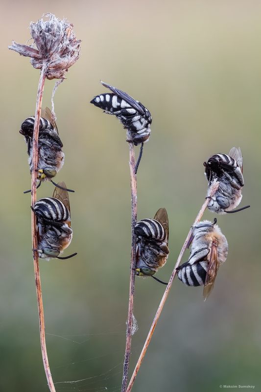 Массовкаphoto preview