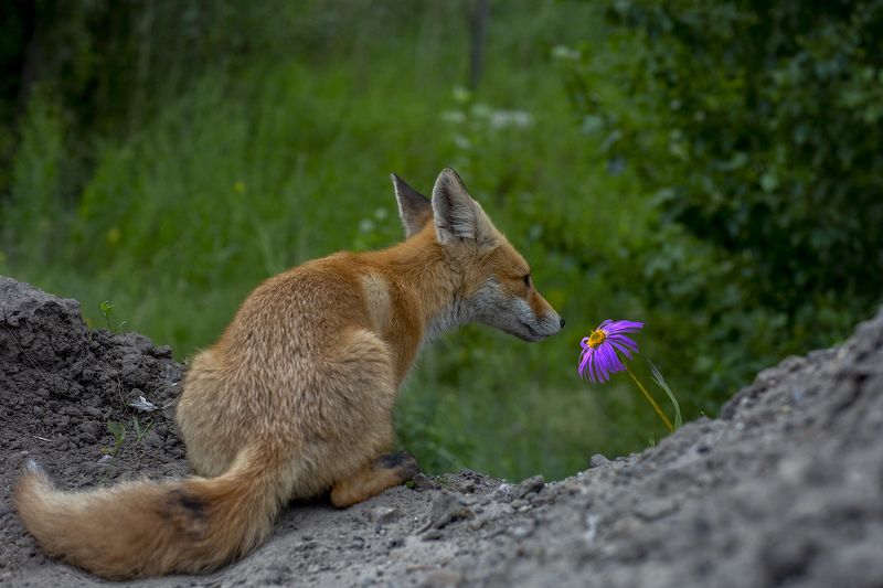 Романтикphoto preview