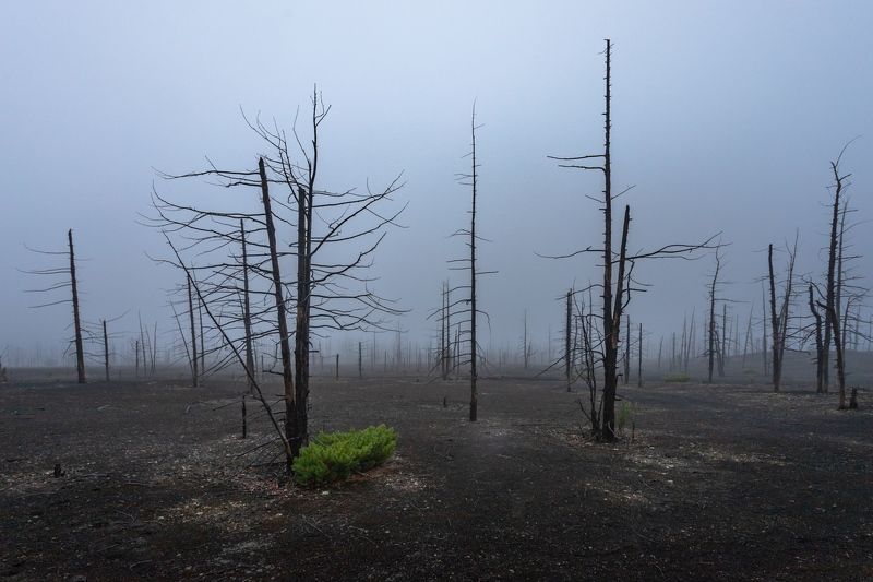 Мертвый лес. Жизнь продолжаетсяphoto preview