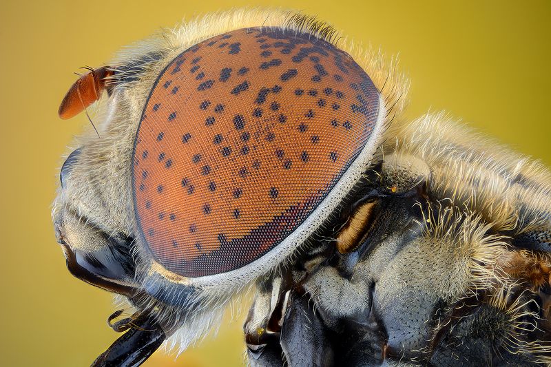irass, waledzik, nat geo, olympus, close up, macro, extreme macro, макро Eristalinus Aeneus.photo preview