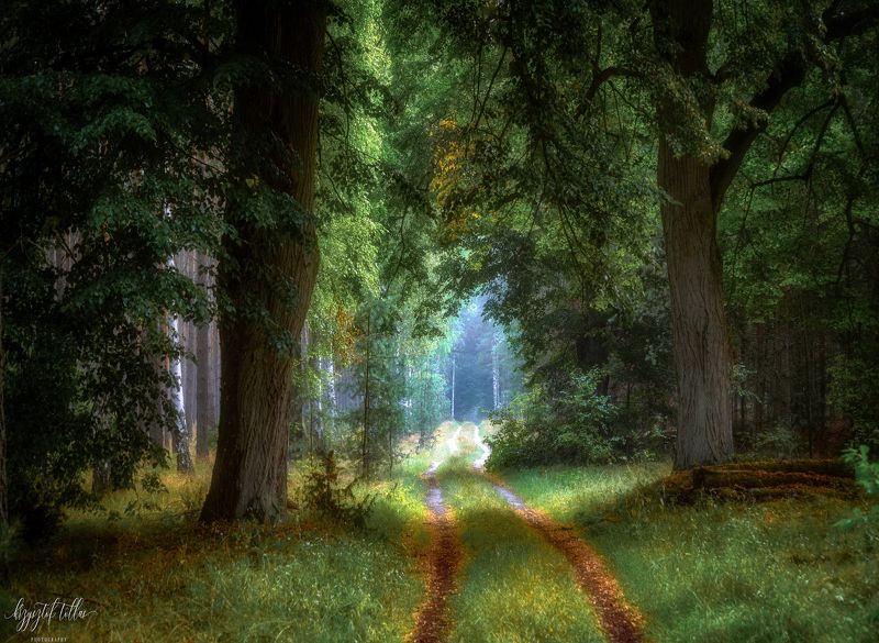 forest, trees, morning, light, forest road, landscape, nature, nikon, summer Forestphoto preview