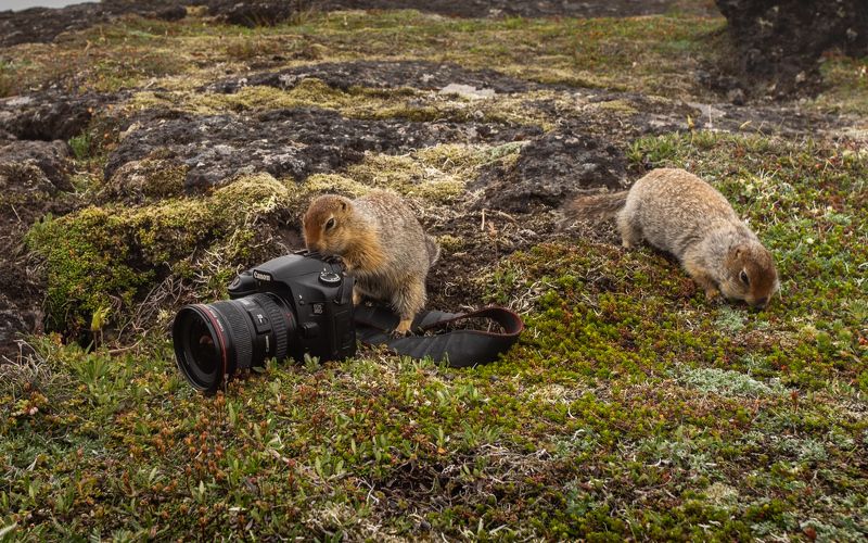 Камчатский сусликphoto preview
