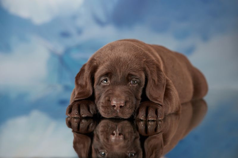 собака, щенок, лабрадор ***photo preview