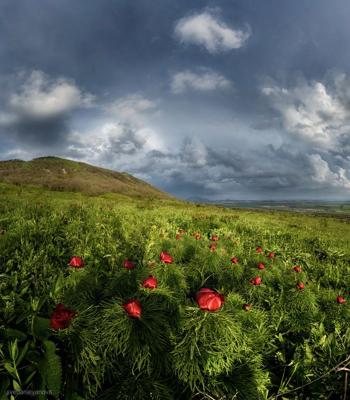 35photo, kavkaz, landscape, mountains, natgeoru, russia, samyangru, sky, sunset, svetlanaivanova_photo, бештау, верблюд, кавказ, горы, пейзаж, пионы, природароссии, путешествия, россия ...цвели последние пионы...photo preview