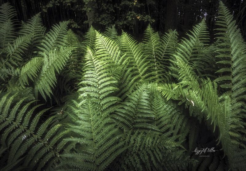 Forest fern, nature, forest, summer, dawn, light, Nikon Forest fernphoto preview