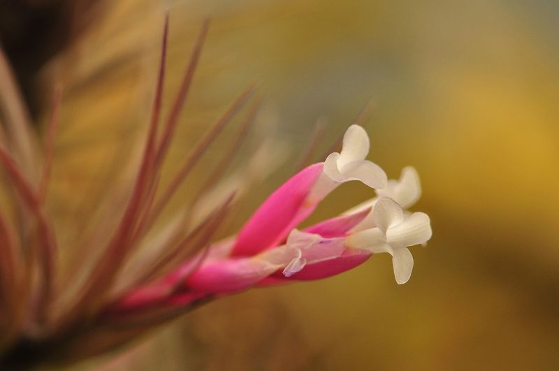 denis moura, mogi das cruzes, brasil Florphoto preview