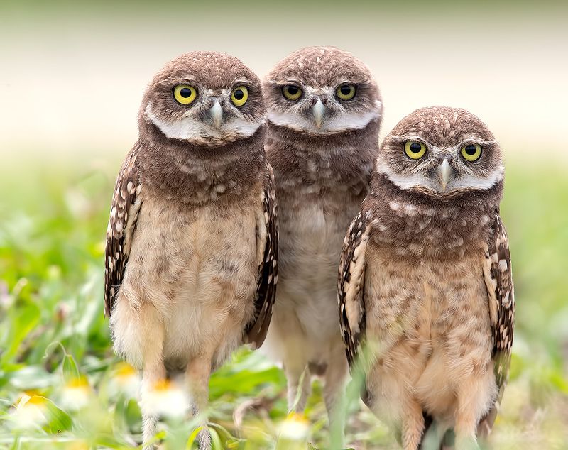 кроличий сыч, florida,burrowing owl, owl, флорида,сыч Сычики - Burrowing Owlsphoto preview