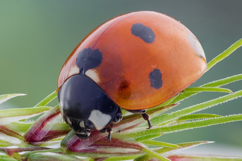 Коровушкаphoto preview