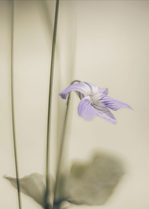 Прекрасное одиночество фото превью