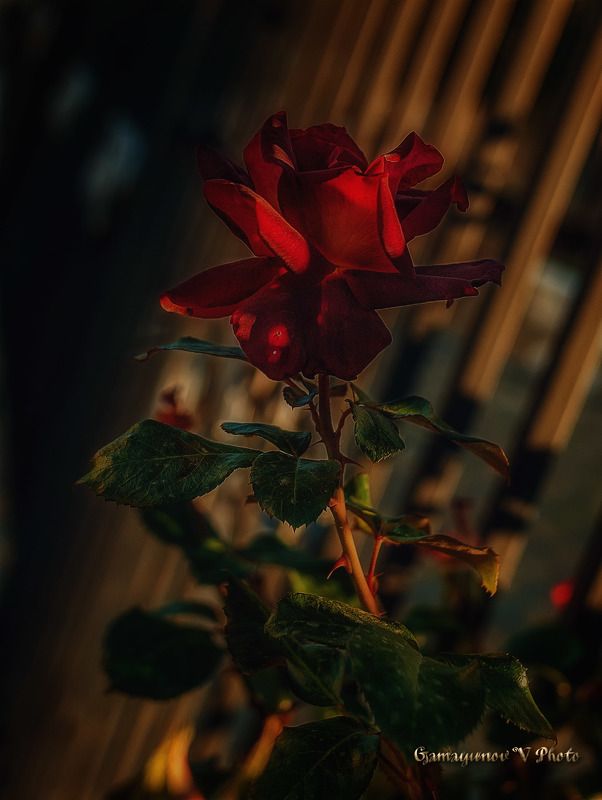 Лицеисткаphoto preview