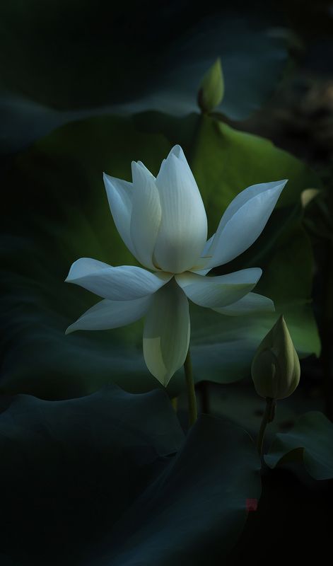 Lotus #9photo preview